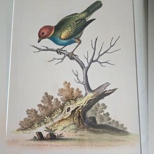 Two Geoge Edwards Framed & Matted Bird Prints